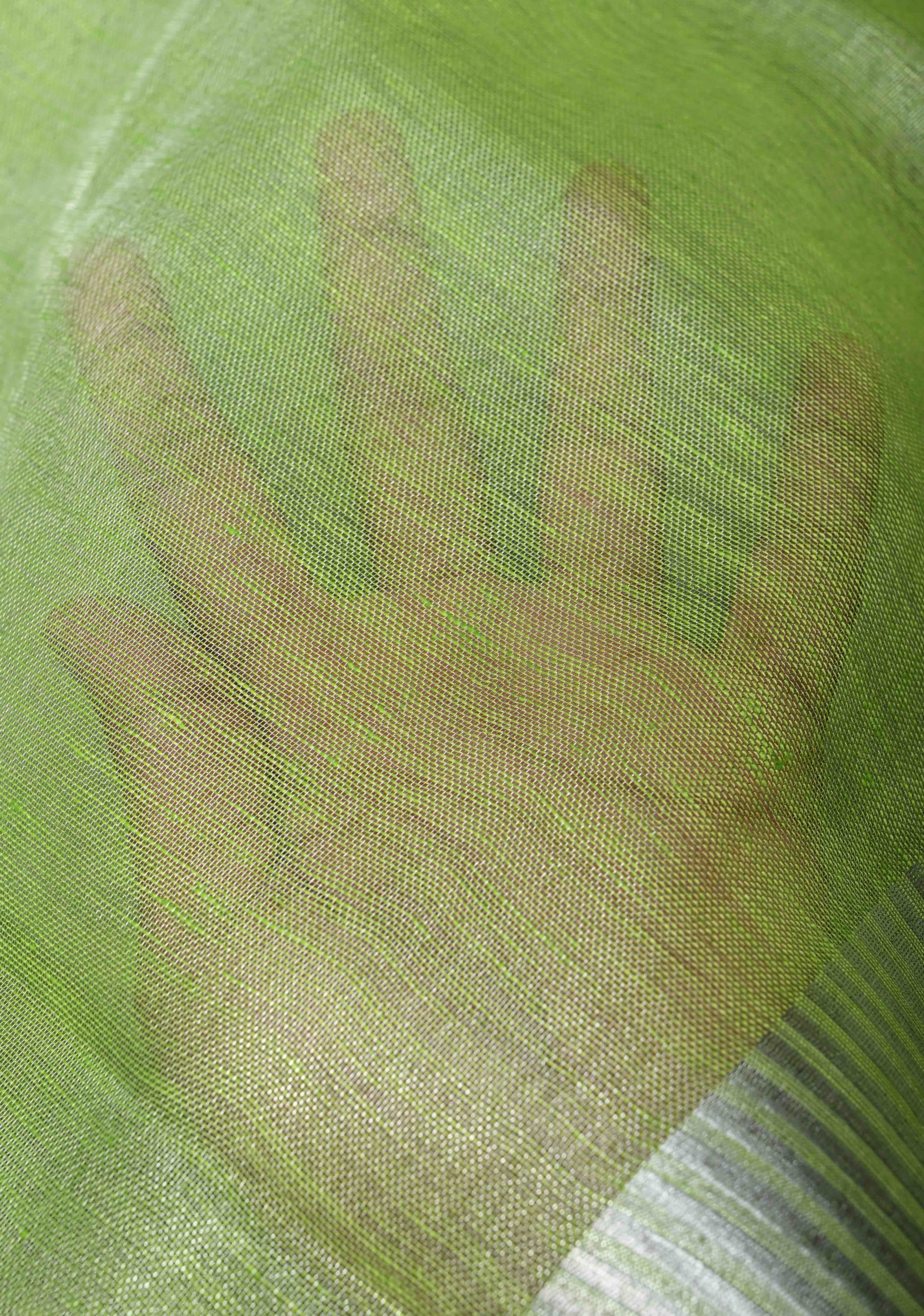 Light Green Tissue Linen Saree With Silver Zari Border | Shobitam